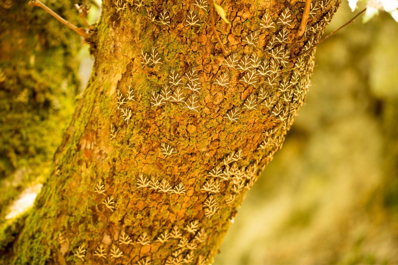 Valle delle Farfalle Rodi